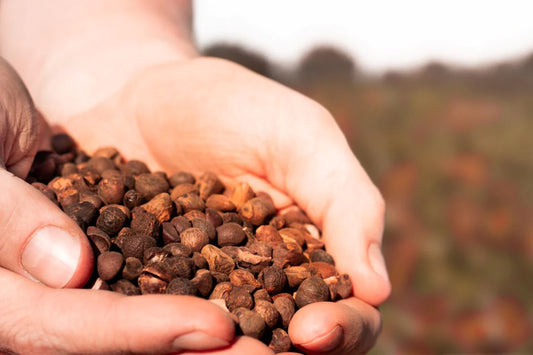 Guarana-Koffein-Samen