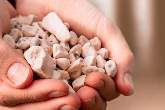 Superfood-Baobab-Samen